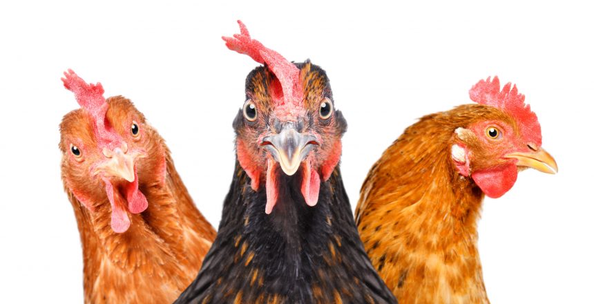 Portrait of  three chickens isolated on white background